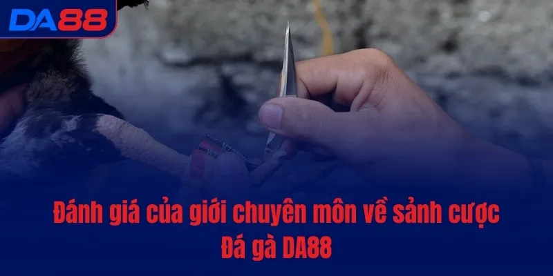 Đá gà DA88 - Cược nhanh, tiền vào túi ào ào sau mỗi lượt - Cavex