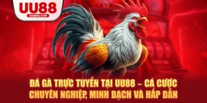 Đá Gà UU88 – Sảnh Giải Trí Thượng Hạng Cho Kê Thủ - Cavex