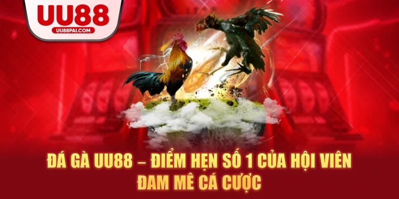 Đá Gà UU88 – Sảnh Giải Trí Thượng Hạng Cho Kê Thủ - Cavex