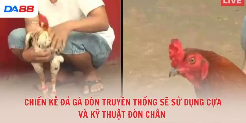 Đá gà đòn truyền thống: Bí quyết để đánh giá chiến kê và chiến thắng 2026 - Cavex