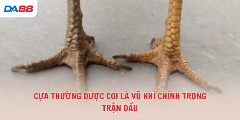 Từ A đến Z các thuật ngữ đá gà phổ biến trong sới gà hiện nay 2026 - Cavex
