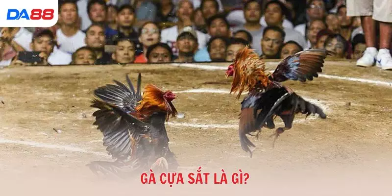 Gà cựa sắt là gì và vì sao được nhiều tay chơi ưa chuộng? 2026 - Cavex