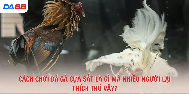 Gà cựa sắt là gì và vì sao được nhiều tay chơi ưa chuộng? 2026 - Cavex