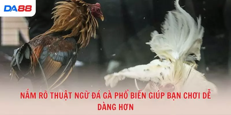 Từ A đến Z các thuật ngữ đá gà phổ biến trong sới gà hiện nay 2026 - Cavex