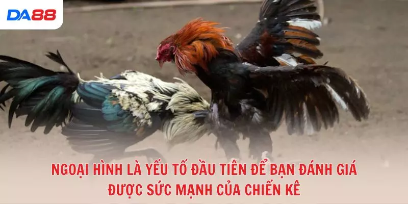Đá gà đòn truyền thống: Bí quyết để đánh giá chiến kê và chiến thắng 2026 - Cavex