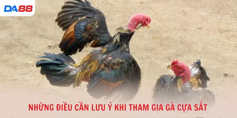 Gà cựa sắt là gì và vì sao được nhiều tay chơi ưa chuộng? 2026 - Cavex