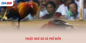 Kinh nghiệm - DA88 - Cavex