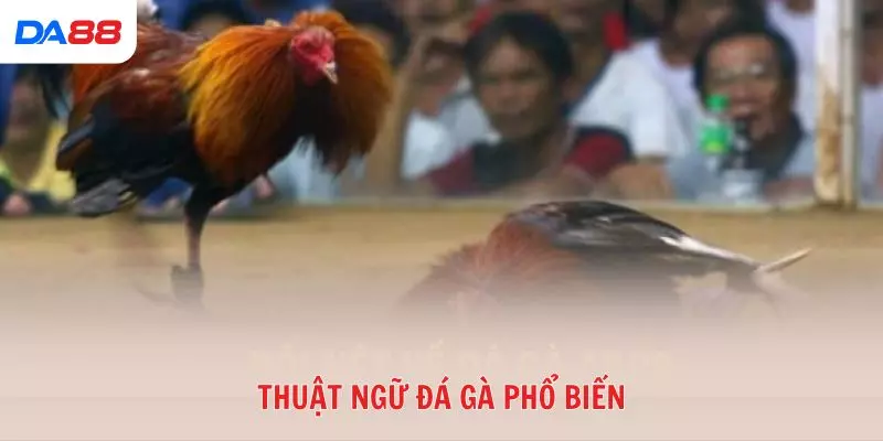 Từ A đến Z các thuật ngữ đá gà phổ biến trong sới gà hiện nay 2026 - Cavex