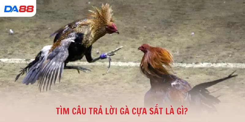 Gà cựa sắt là gì và vì sao được nhiều tay chơi ưa chuộng? 2026 - Cavex