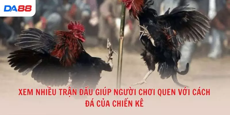 Đá gà đòn truyền thống: Bí quyết để đánh giá chiến kê và chiến thắng 2026 - Cavex