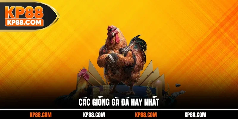 Các Giống Gà Đá Hay Top 1 Nên Lựa Chọn Cho Các Sư Kê - Cavex