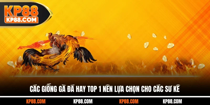 Đá Gà Thomo - Trường Chọi Gà Đỉnh Cao Số 1 Châu Á 2026 - Cavex