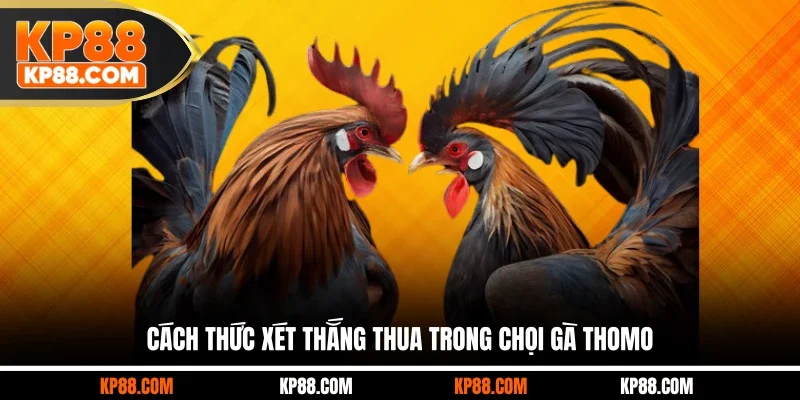 Đá Gà Thomo - Trường Chọi Gà Đỉnh Cao Số 1 Châu Á 2026 - Cavex