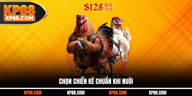 Kinh Nghiệm Chọn Chiến Kê Chuẩn Xác Cho Khách Hàng 2026 - Cavex