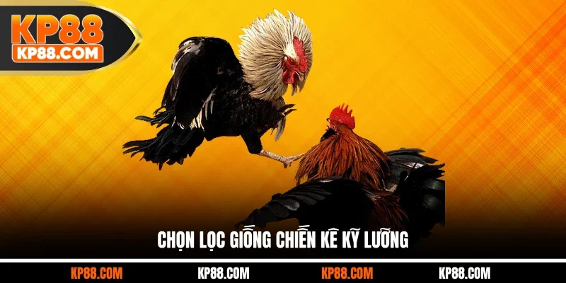 Các Giống Gà Đá Hay Top 1 Nên Lựa Chọn Cho Các Sư Kê - Cavex