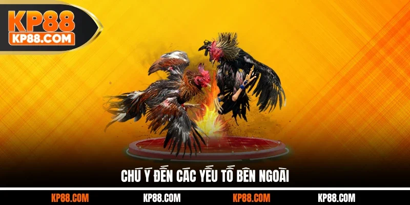 Các Giống Gà Đá Hay Top 1 Nên Lựa Chọn Cho Các Sư Kê - Cavex