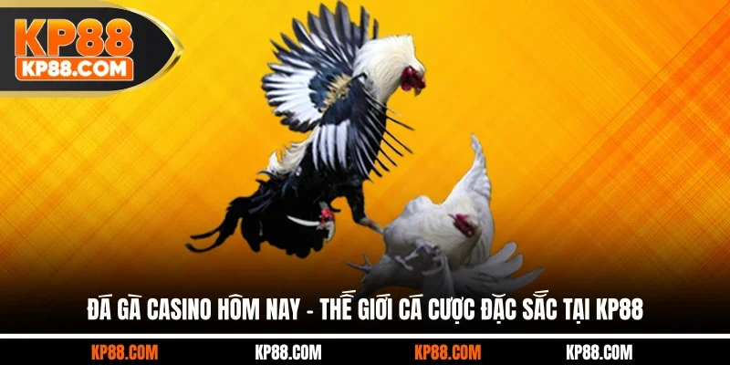 Đá Gà Thomo - Trường Chọi Gà Đỉnh Cao Số 1 Châu Á 2026 - Cavex