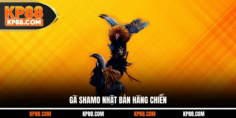 Các Giống Gà Đá Hay Top 1 Nên Lựa Chọn Cho Các Sư Kê - Cavex