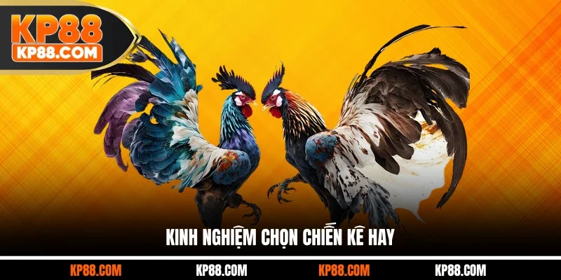 Kinh Nghiệm Chọn Chiến Kê Chuẩn Xác Cho Khách Hàng 2026 - Cavex