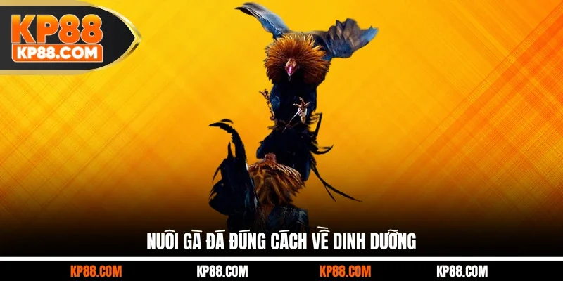 Hướng Dẫn Nuôi Gà Đá Đúng Cách Cho Mọi Kê Thủ 2026 - Cavex