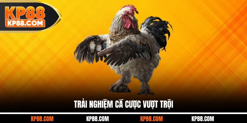 Đá Gà Casino Hôm Nay - Thế Giới Cá Cược Đặc Sắc Tại KP88 - Cavex
