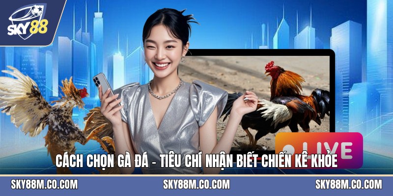 Đá Gà Nòi - Luật Chơi Và Cách Theo Dõi Trận Hiệu Quả - Cavex