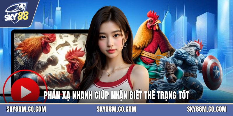 Cách Chọn Gà Đá - Tiêu Chí Nhận Biết Chiến Kê Khỏe - Cavex