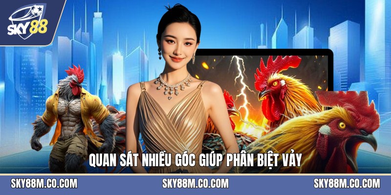 Gà Đá Vảy Hiếm - Cách Nhận Biết Và Xem Vảy Chính Xác - Cavex