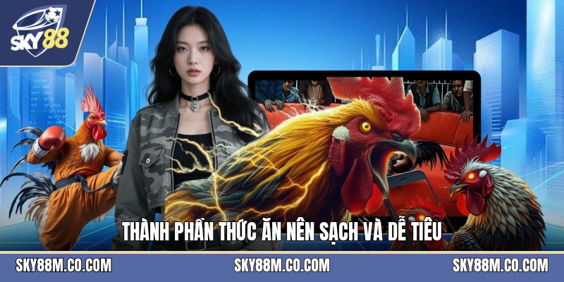 Mồi Gà Đá - Cách Chọn Thức Ăn Và Khẩu Phần Phù Hợp - Cavex